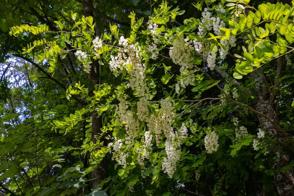 ロビニアの白い花 またはロビニア偽アカシアとも呼ばれます — ストック写真
