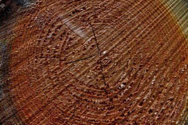 Arkaplan için yeni kesilmiş bir günlüğün kesitini kapat