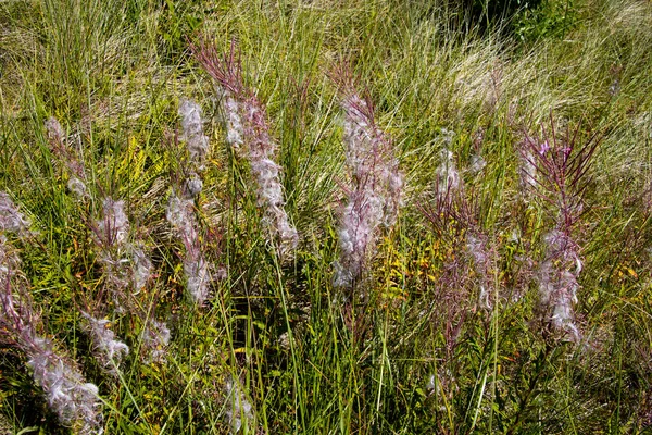 Purple Flowers Fireweed Also Called Epilobium Angustifolium — Stock Fotó