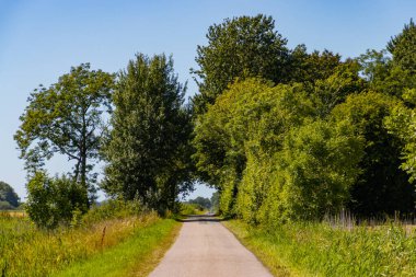 Ağaçların oluşturduğu doğal bir kemere giden yol.
