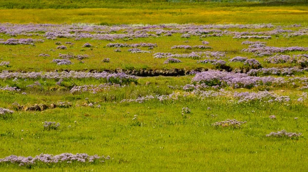 Idyllic Colorful Landscape Violet Flowers —  Fotos de Stock