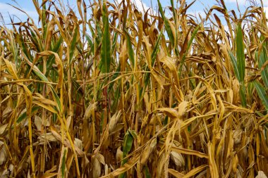 Kuraklık sırasında kuru mısır tarlası