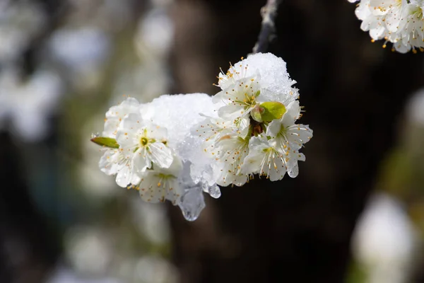 Close up of Cherry blossoms covered with snow