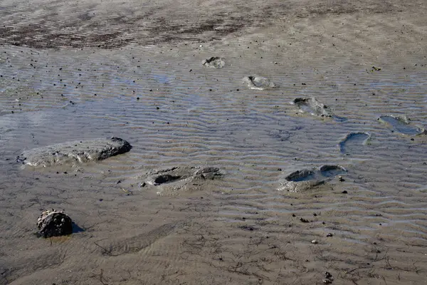 Footprints Mud Wadden Sea Low Tide — ストック写真