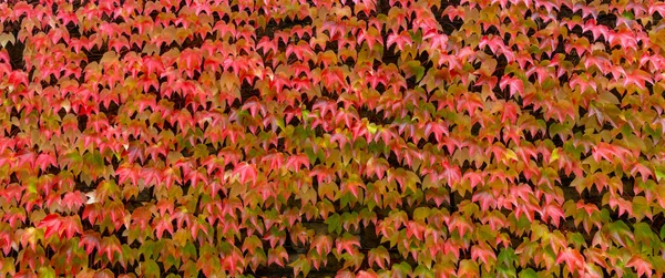 Folhas Vermelhas Laranja Vinho Selvagem Para Fundo Natural — Fotografia de Stock