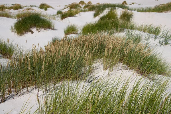 Dune Landscape Island Amrum — Stock Photo, Image