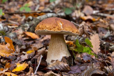 Cep veya Boletus Mantarı ormanda kahverengi sonbahar yaprakları arasında yetişir, ayrıca Boletus edulis veya Steinpilz olarak da bilinir.