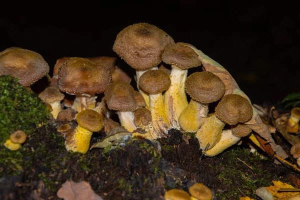 Muitos Cogumelos Mel Crescendo Entre Musgo Também Chamado Armillaria Ostoyae — Fotografia de Stock