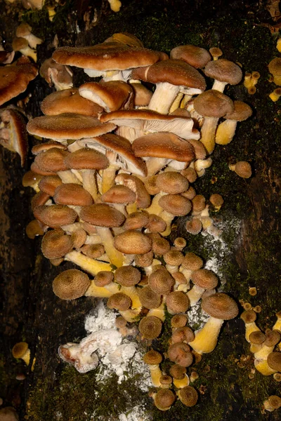 多くの蜂蜜キノコは木の切り株を成長させ Armillaria OstoyaeまたはDunkler Hallimaschとも呼ばれる — ストック写真