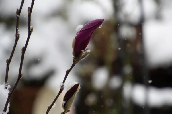 Nahaufnahme Von Roten Magnolienblüten Die Mit Schnee Bedeckt Sind — Stockfoto