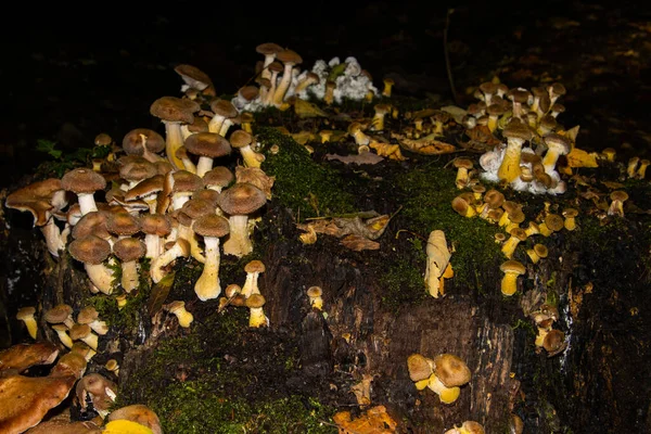 Molti Funghi Miele Che Crescono Tronco Albero Chiamato Anche Armillaria — Foto Stock