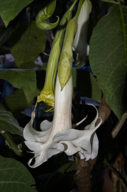 Meleğin trompeti olarak da bilinen beyaz bir brugmansia arborea çiçeğinin çiçeğine yakın.