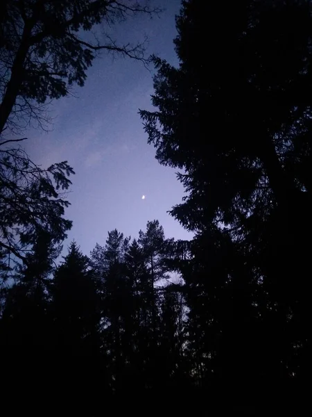 Night Dark Forest — Stockfoto