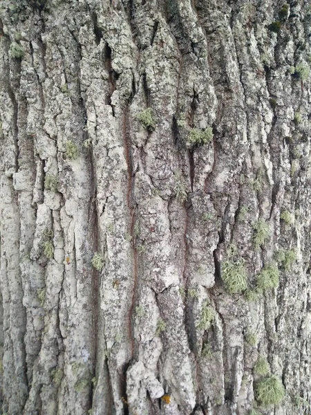 Oak Tree Trunk Texture — Stock Photo, Image