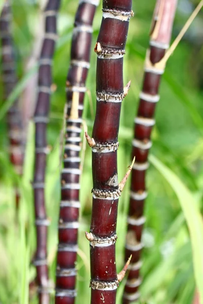 Чёрный сахарный тростник — стоковое фото