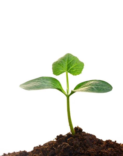 Growing plants — Stock Photo, Image