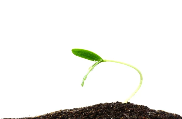 성장 하는 식물 — 스톡 사진