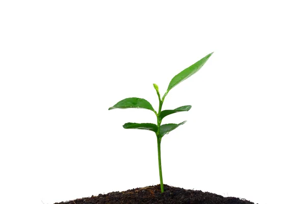 Growing plants — Stock Photo, Image