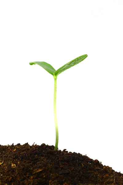 Growing plants — Stock Photo, Image