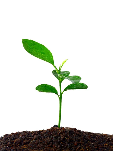 Growing plants — Stock Photo, Image