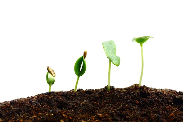 Groeiende planten — Stockfoto