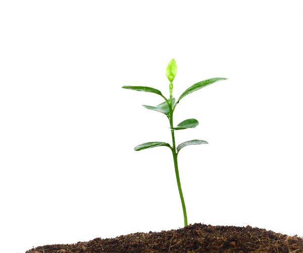Growing plants — Stock Photo, Image
