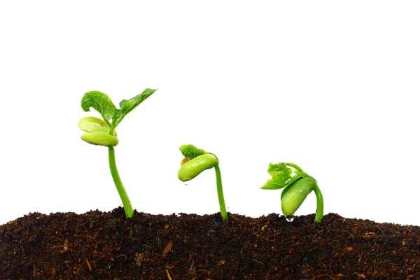 Growing plants — Stock Photo, Image