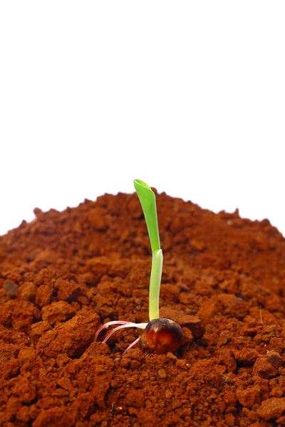 Lime planting — Stock Photo, Image