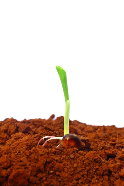 Kalk, planten — Stockfoto