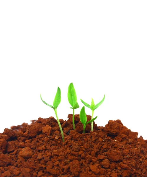 Groeiende planten — Stockfoto
