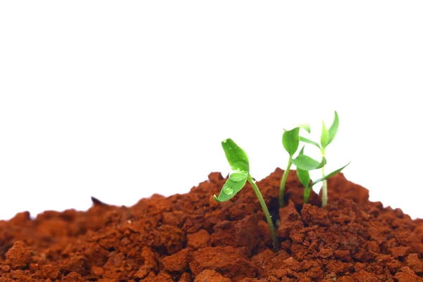 Groeiende planten — Stockfoto