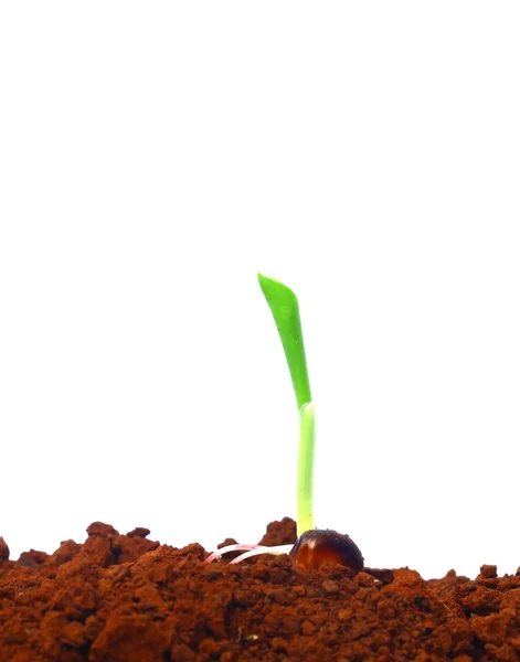 Kalk, planten — Stockfoto