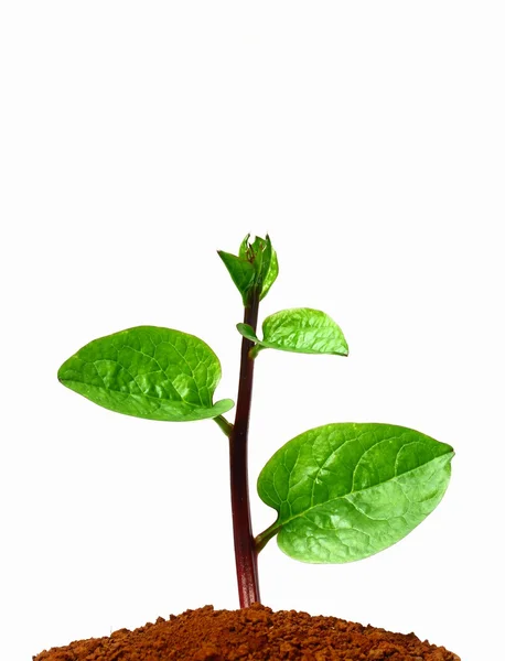 Lime planting — Stock Photo, Image