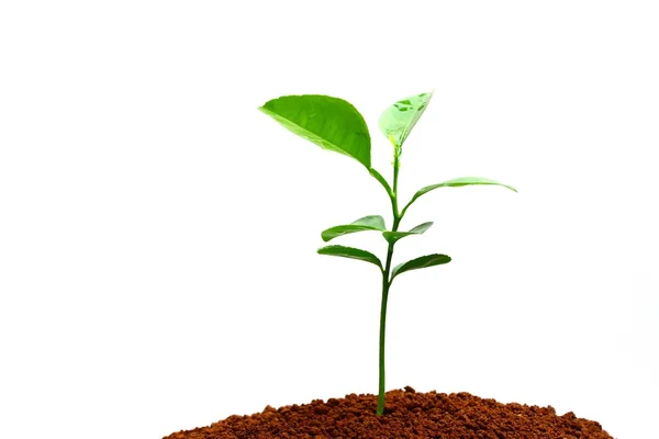 Lime planting — Stock Photo, Image