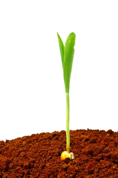 Corn planting — Stock Photo, Image