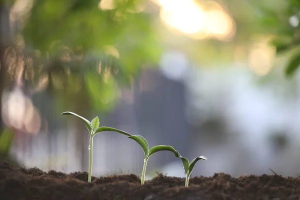 Três Plantas Brotam Crescendo Sob Luz Sol — Fotografia de Stock