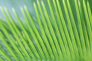 Taze yeşil Cycad yaprakları yakın plan