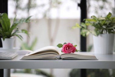 Kırmızı gül, açık defter ve saksıların üzerinde yatıyordu.