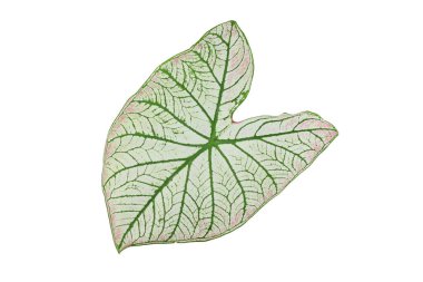 Caladium Beyaz Noel 'i Köşesinde kırmızı
