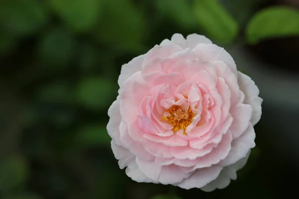 Pink Rose Macro Close — Stock Photo, Image