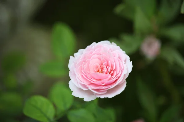 Delicato Primo Piano Rosa Rosa — Foto Stock
