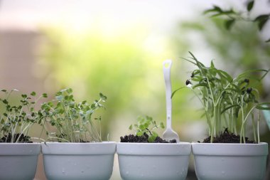 Taze yeşil bitkiler sebze ve su ıspanağı yetiştiriyor.