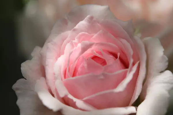 Delikatny Różowy Płatki Róż Makro Zbliżenie — Zdjęcie stockowe