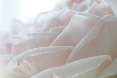 Yumuşak pembe gül yaprakları Makro yakın plan