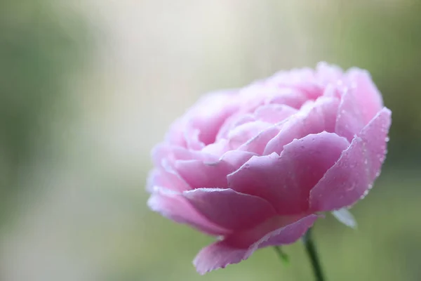 Rózsaszín Rózsaszirmok Közelkép — Stock Fotó