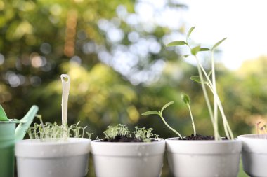 Beyaz tencerede büyüyen kabak sebze bitkisi
