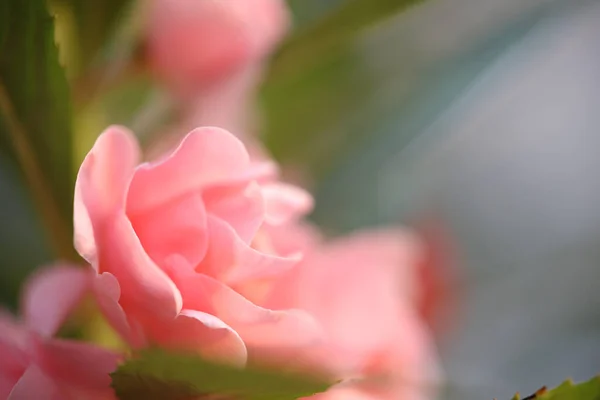 Impatiens Balsamina Ros Blomma Närbild — Stockfoto