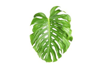 Canavar yaprağı beyaz izole arkaplan