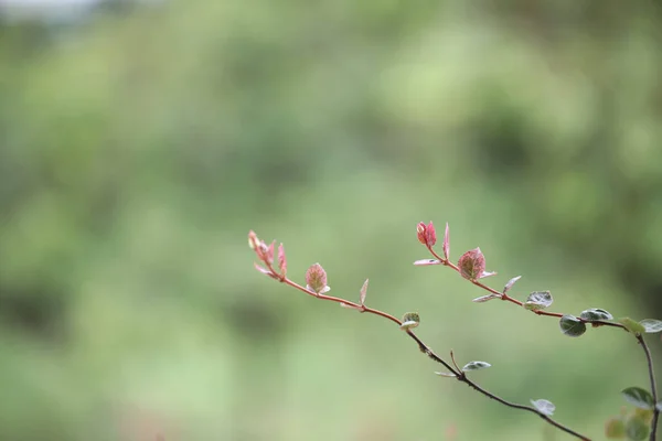 Tokyo Snow Trachelospermum Asiaticum Plant Twig Close — 图库照片