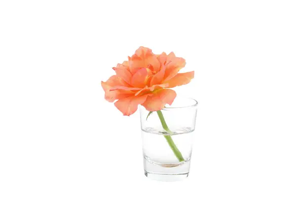 Rose Flower Glass Cup White Isolated — Fotografia de Stock